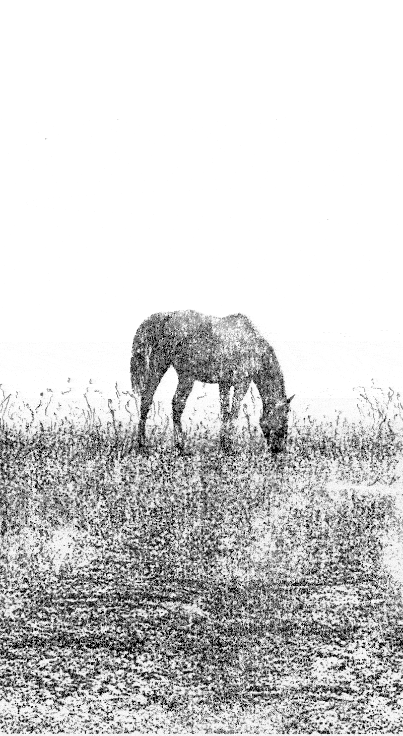 HORSE_GIF_IMG